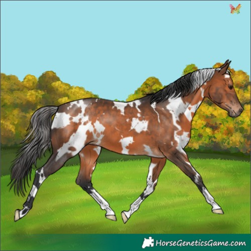 Horse Color:White Spotted Brown 