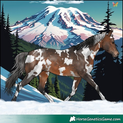 Horse Color:White Spotted Brown 