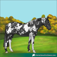 Horse Color:White Spotted Black