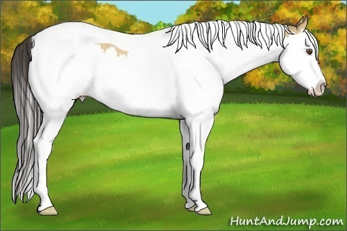 Horse Color:Buckskin Dun Splash Tobiano Rabicano 