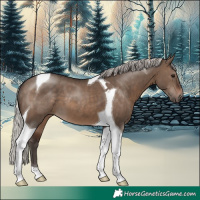 Horse Color:Silver Brown Dun Tobiano