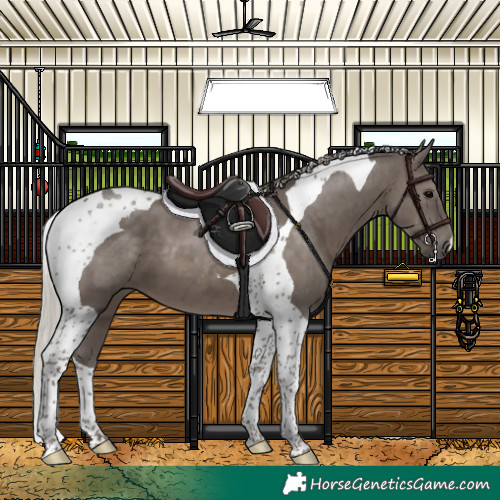 Horse Color:Silver Black Tobiano 