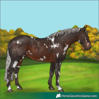 Horse Color:White Spotted Silver Brown