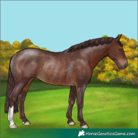 Horse Color:Chocolate Brown Rabicano 