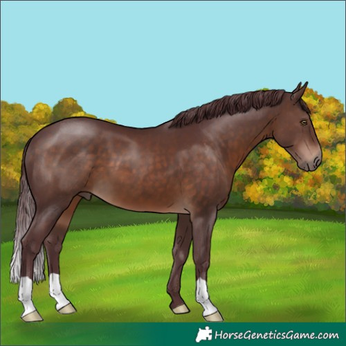 Horse Color:Chocolate Brown 