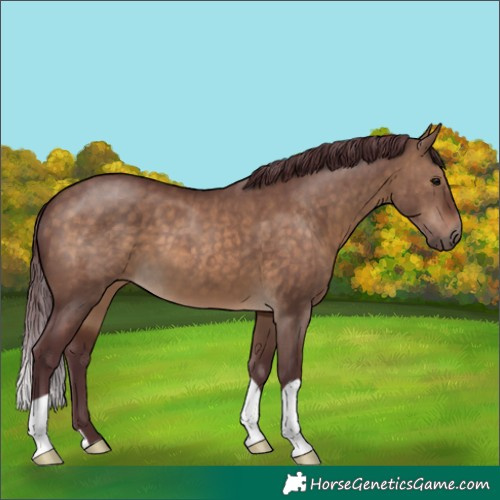 Horse Color:Chocolate Brown Dun 