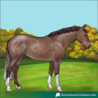 Horse Color:Chocolate Brown Dun