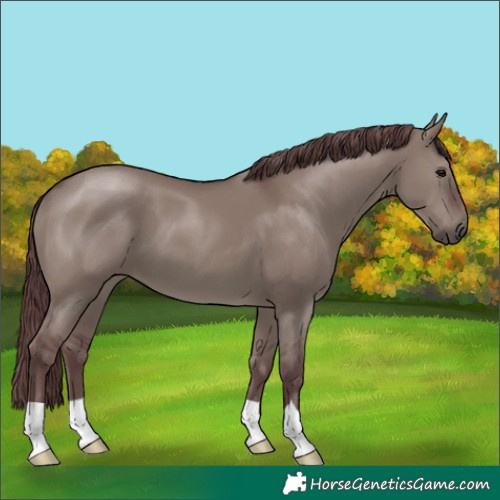 Horse Color:Chocolate Grullo 