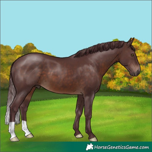 Horse Color:Chocolate Brown 