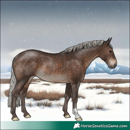 Horse Color:Silver Brown Rabicano 