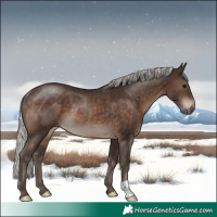 Horse Color:Silver Brown Rabicano 