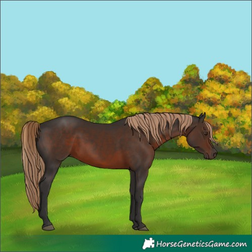 Horse Color:Liver Chestnut
