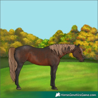 Horse Color:Liver Chestnut 