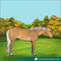 Horse Color:Silver Buckskin 