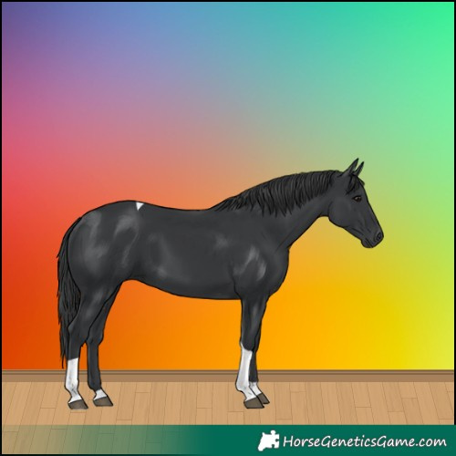 Horse Color:Black Tobiano 