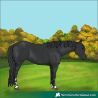 Horse Color:Black 