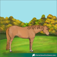 Horse Color:Chestnut 