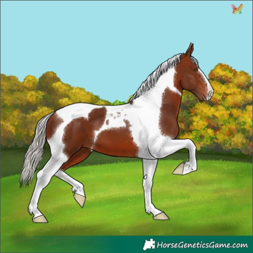 Horse Color:Silver Brown Tobiano 