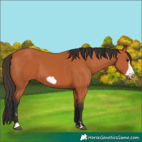 Horse Color:Bay Frame 