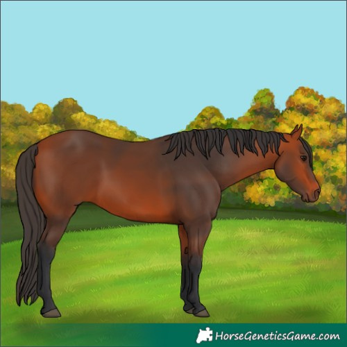 Horse Color:Bay 