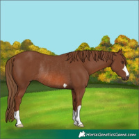 Horse Color:Chestnut Rabicano 