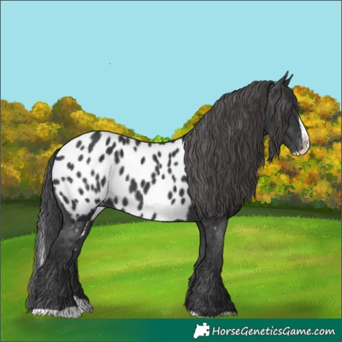 Horse Color:Black Splash Near Leopard 