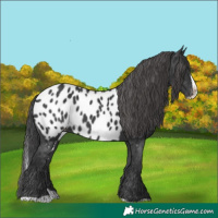 Horse Color:Black Splash Near Leopard 