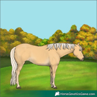 Horse Color:Palomino 