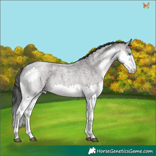 Horse Color:Blue Roan Splash 