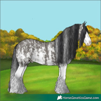 Horse Color:Grullo Sabino Splash  and Grullo Sabino Splash 