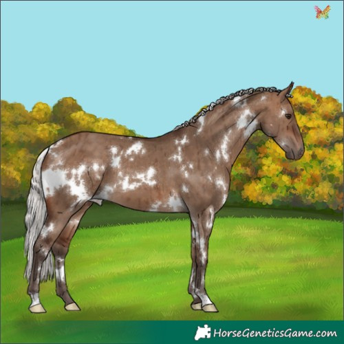 Horse Color:White Spotted Silver Brown Dun Brindle 