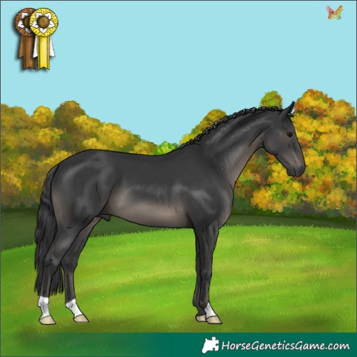 Horse Color:Black 