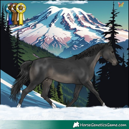 Horse Color:Black 