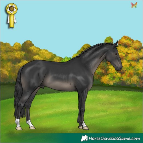 Horse Color:Black 