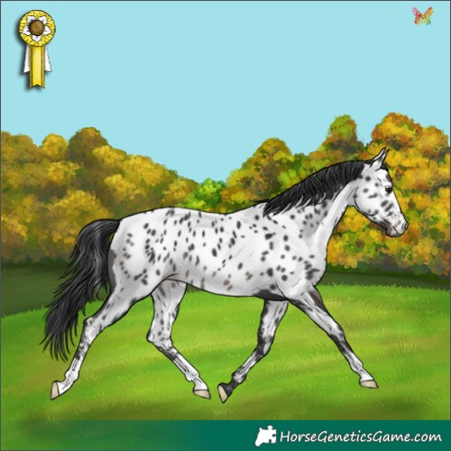 Horse Color:Black Appaloosa 