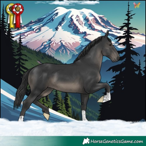 Horse Color:Black 