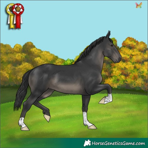 Horse Color:Black 