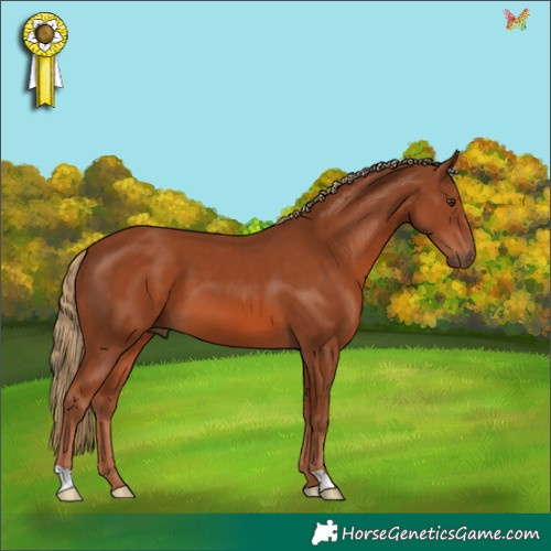 Horse Color:Chestnut 