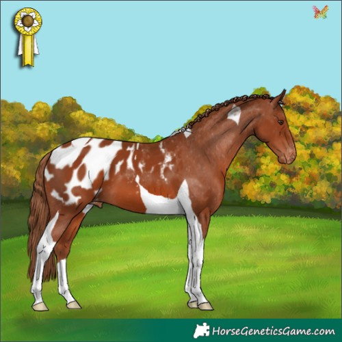 Horse Color:Chestnut Tobiano Appaloosa 