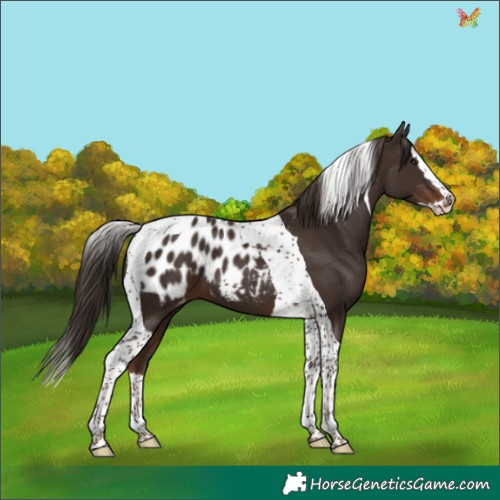 Horse Color:Liver Chestnut Splash Tobiano Appaloosa 