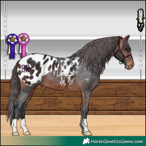 Horse Color:Bay Appaloosa 