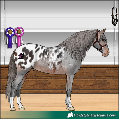 Horse Color:Bay Appaloosa 