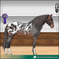Horse Color:Bay Appaloosa
