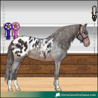 Horse Color:Bay Appaloosa 