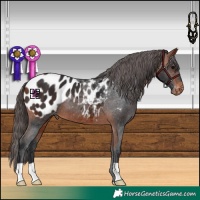 Horse Color:Bay Appaloosa