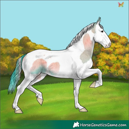Horse Color:Watercolor Grullo Roan Onyx Splash Tobiano 