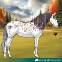 Horse Color:Nacre Bay Dun Splash Appaloosa 