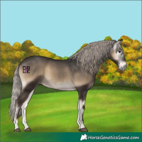 Horse Color:Gray Silver Blue Onyx Varnish 