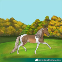Horse Color:Chocolate Palomino Tobiano 