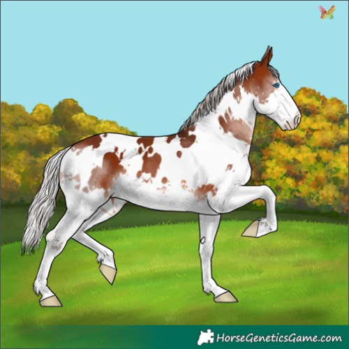 Horse Color:White Spotted Silver Brown Splash 